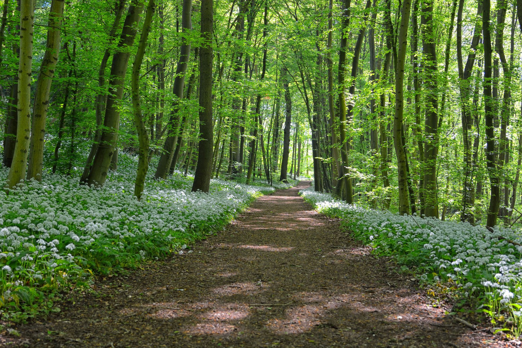 Garlic Forest Trail